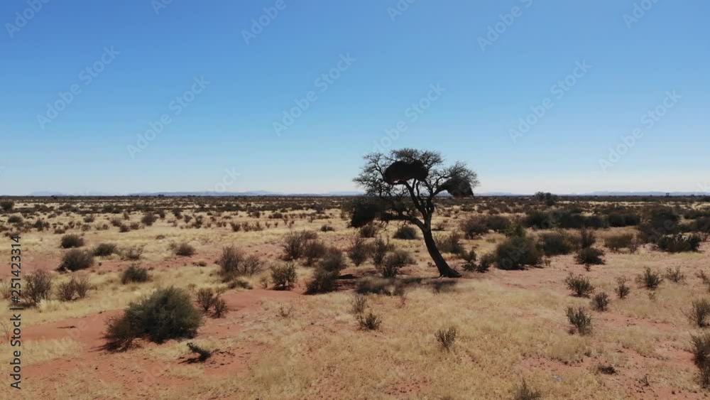 Huge sociable weaver bird nest on tree in arid desert landscape of Southern Namibia, Aerial drone shot Huge sociable weaver bird nest on tree in arid desert landscape of Southern Namibia, Aerial drone shot