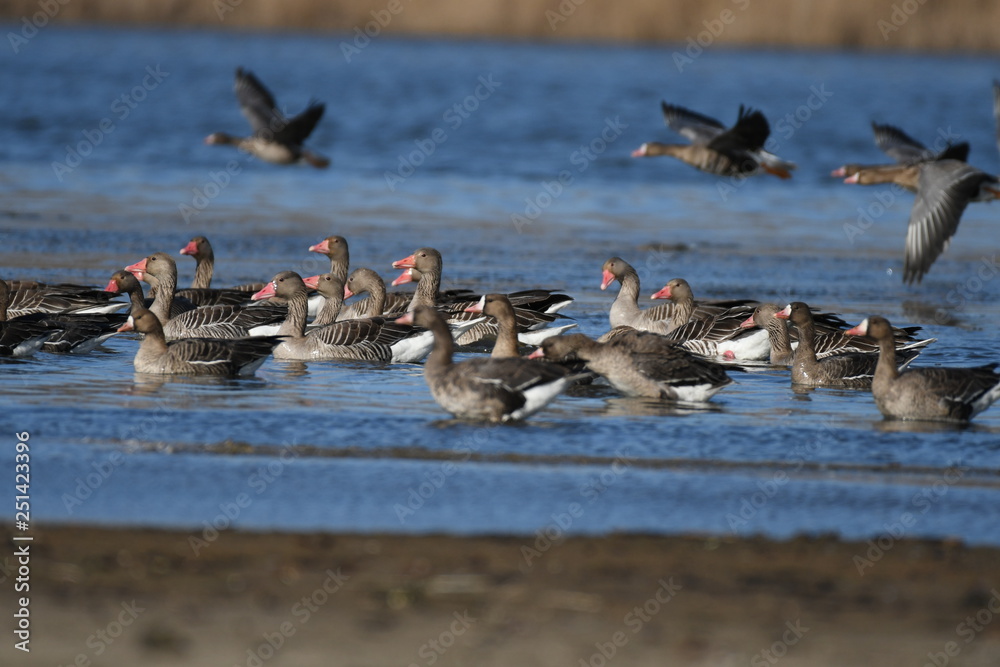 Greater White-fronted Goose (Anser albifrons) Greater White-fronted Goose (Anser albifrons)