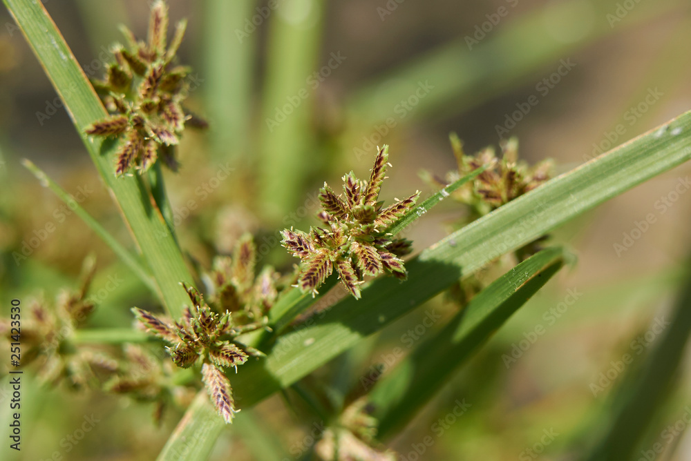 Cyperus fuscus Cyperus fuscus