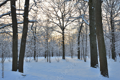 In winter, heavy snow fell in the park