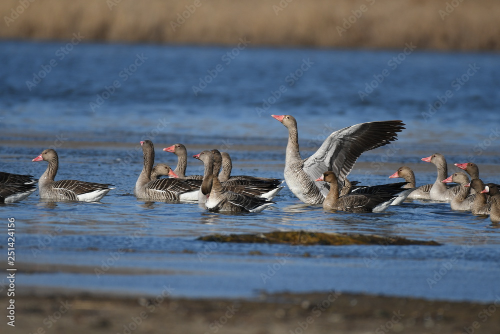 Greater White-fronted Goose (Anser albifrons) Greater White-fronted Goose (Anser albifrons)