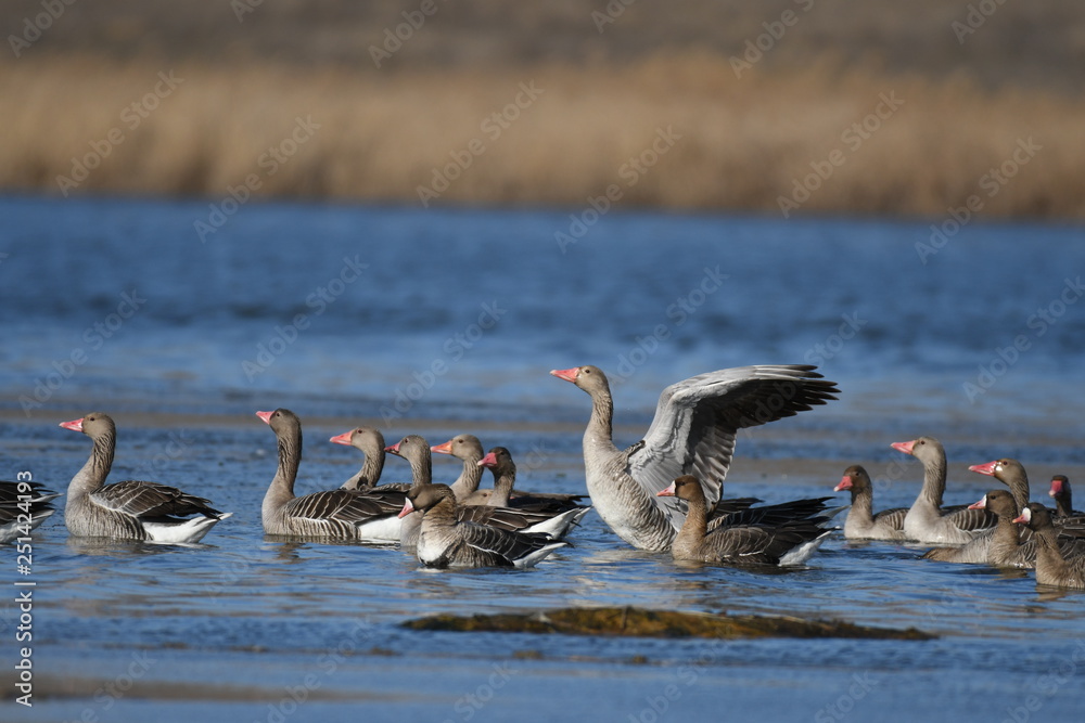Greater White-fronted Goose (Anser albifrons) Greater White-fronted Goose (Anser albifrons)