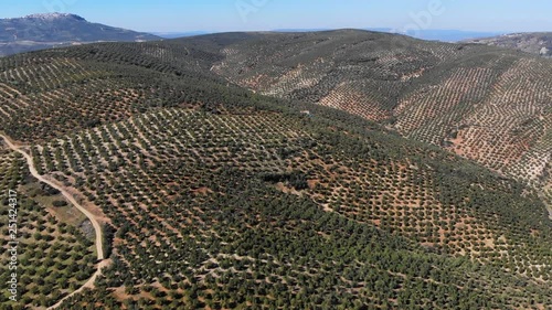 Aerial videw of olive grove in country of Jaen, Andalucia, Spain