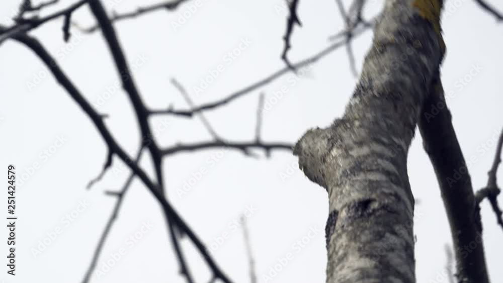 A stainless saw cutting a branch of an apple tree with no more leaves on it