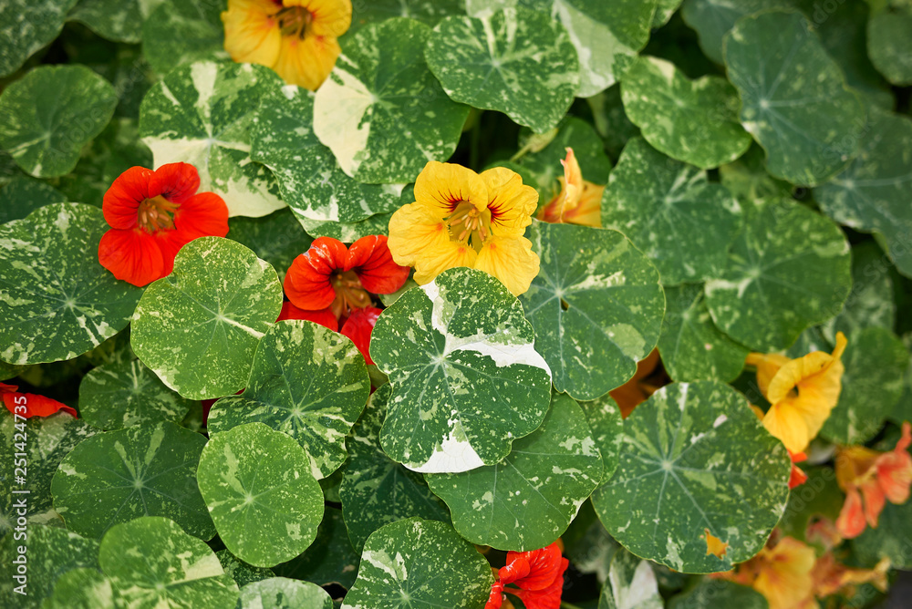 Fototapeta premium Tropaeolum majus