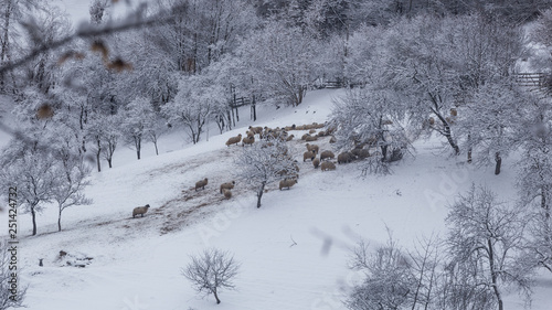Sheep resting in a farm during winter time, after they spent the entire summer in the mountains
