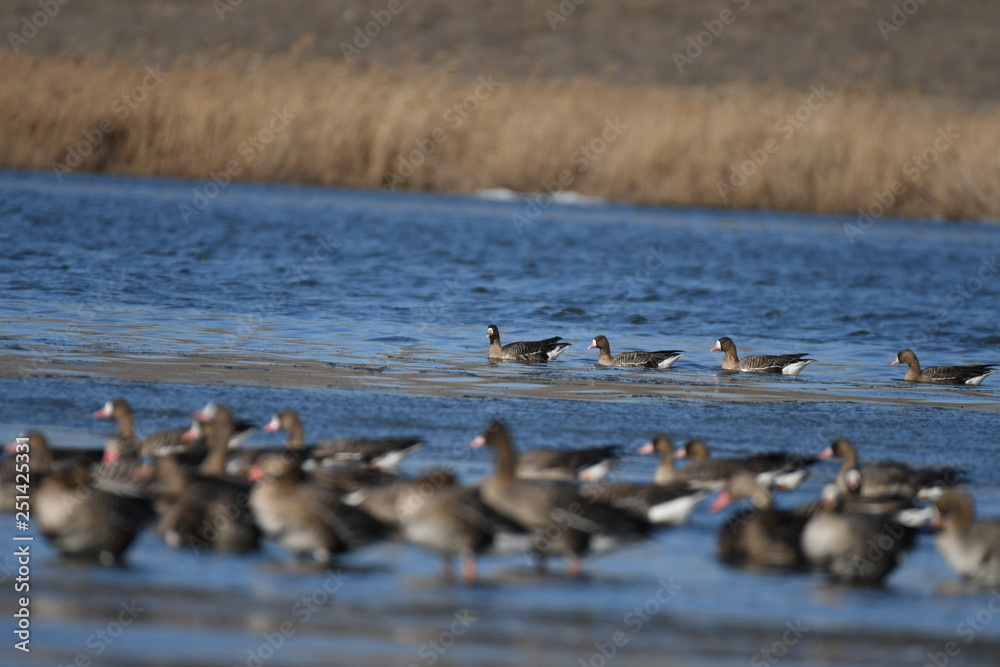 Greater White-fronted Goose (Anser albifrons) Greater White-fronted Goose (Anser albifrons)