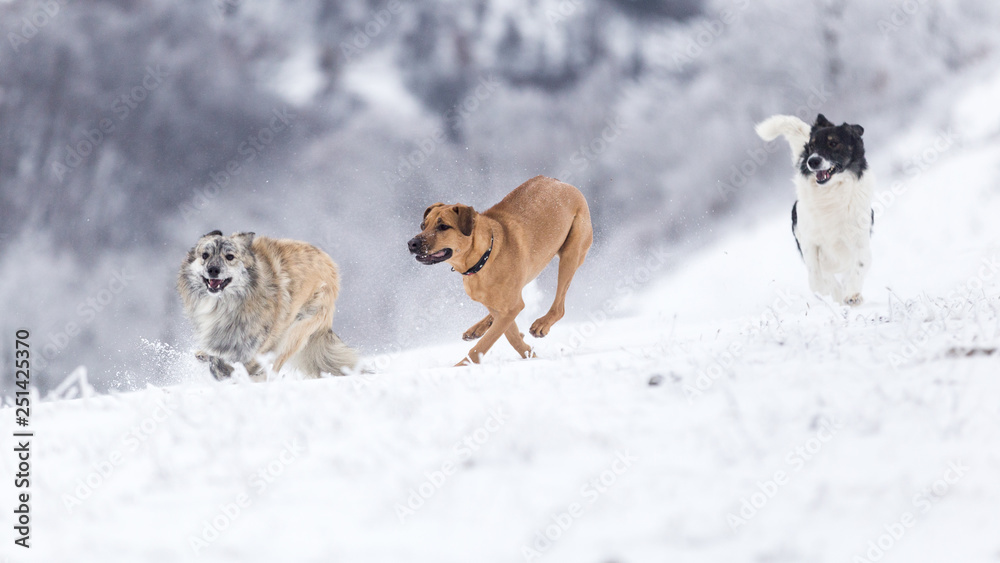 Dogs having fun in the snow on a cold winter day somewhere in the mountains of Romania