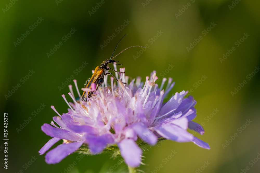 Insect Insect