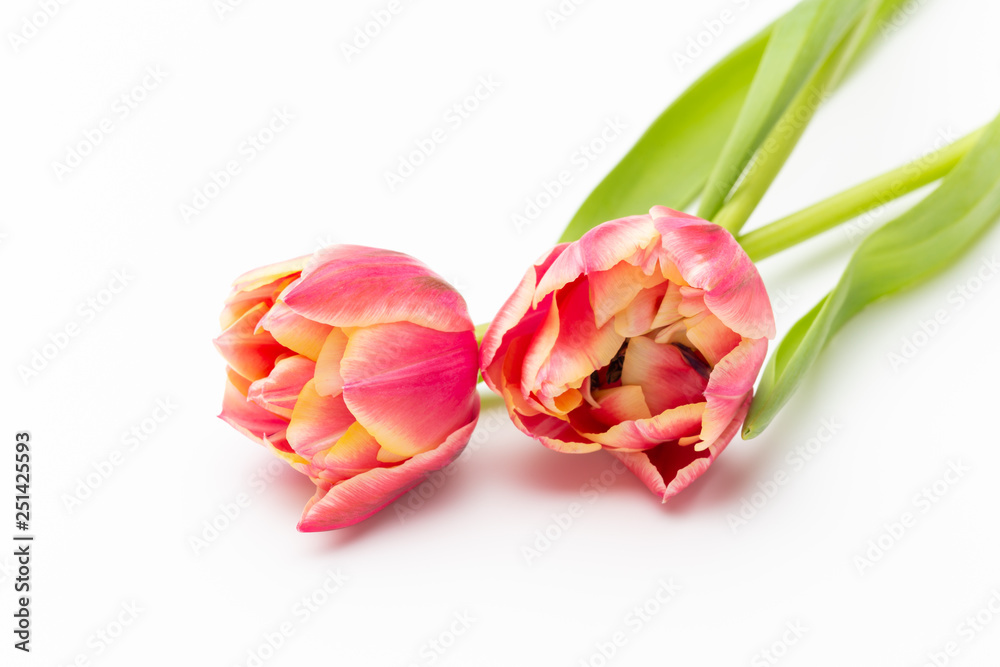 Pink color tulips on the white background. Retro vintage style. Pink color tulips on the white background. Retro vintage style.