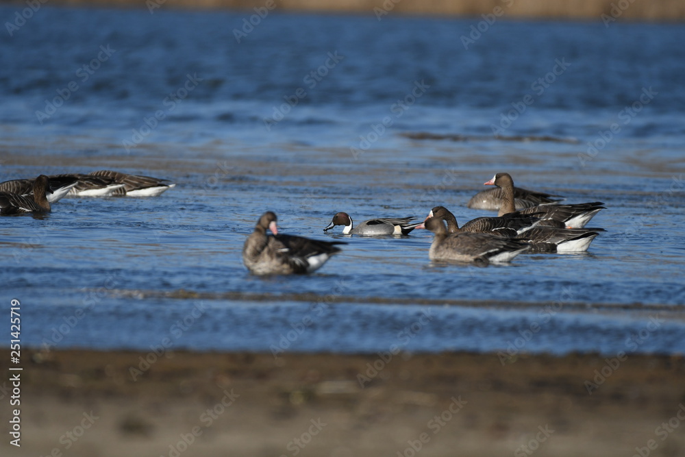 Fototapeta premium Greater White-fronted Goose (Anser albifrons) 