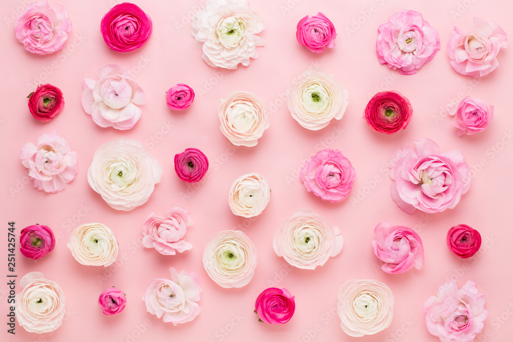 Naklejka premium Beautiful colored ranunculus flowers on a pink background. Spring greeting card.