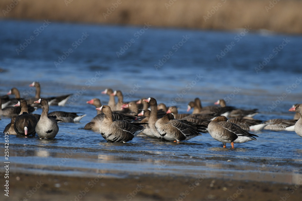 Greater White-fronted Goose (Anser albifrons) Greater White-fronted Goose (Anser albifrons)