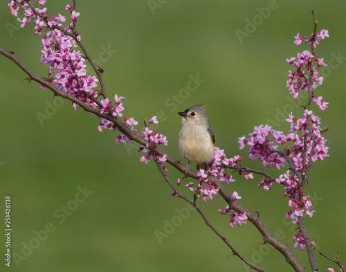 Tufted Titmouse Perched on Redbud Branch