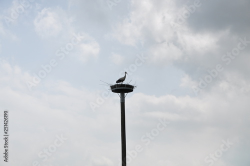 Storch