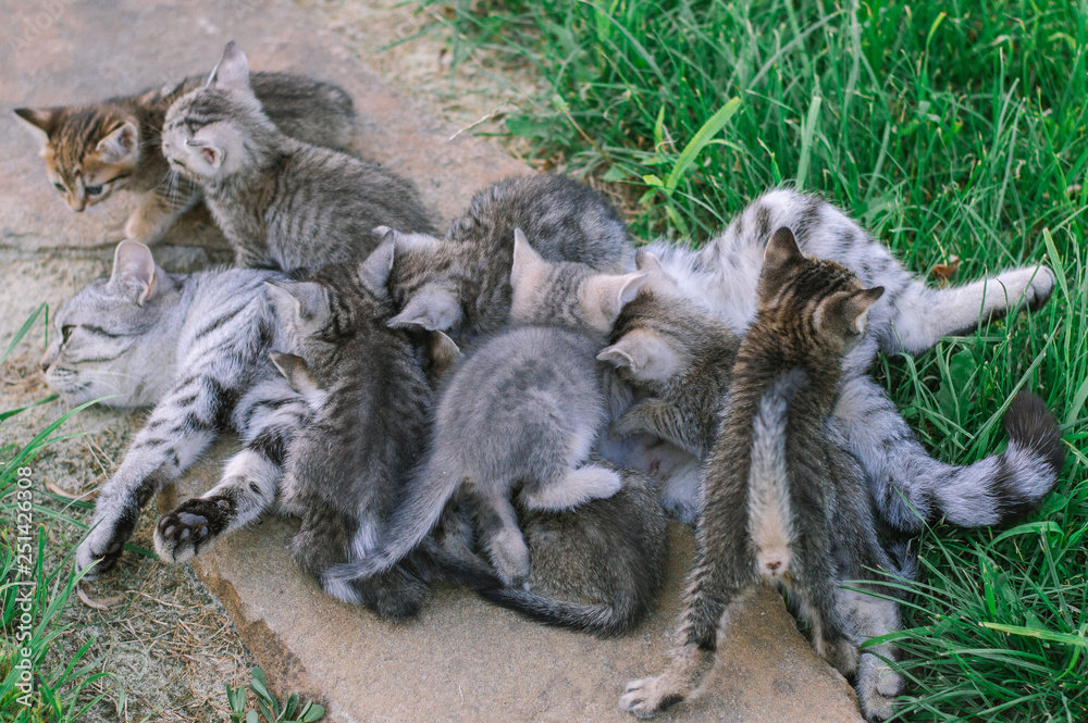 Obraz premium Cat mom and 9 kittens in nature on a green background. Lactation.