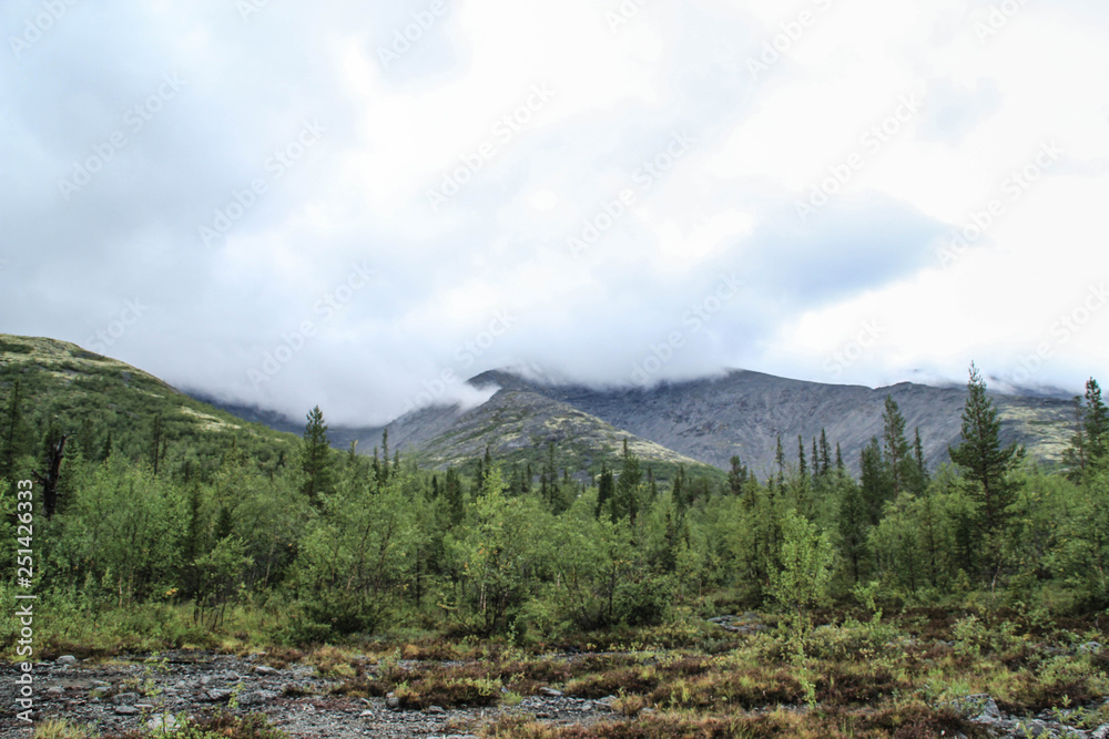 Beautiful cold northern nature: trees and rocks under heavy cloudy sky with clouds
