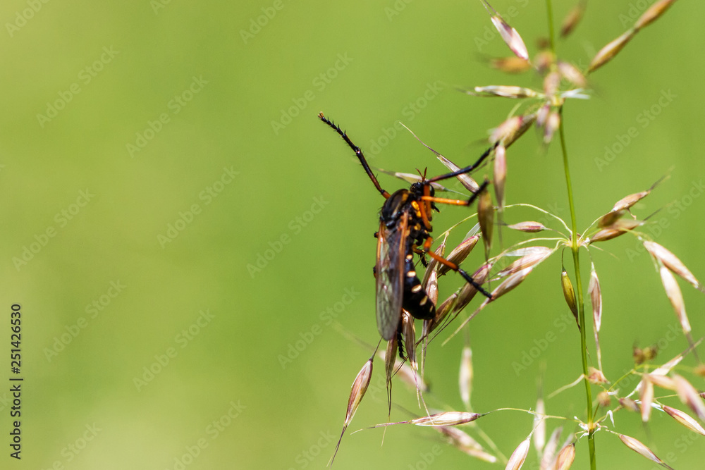 Fototapeta premium Insect
