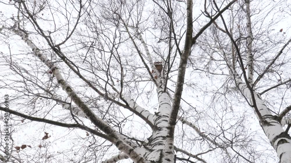 the beginning of spring. birdhouse high on birch. the beginning of spring. birdhouse high on birch.