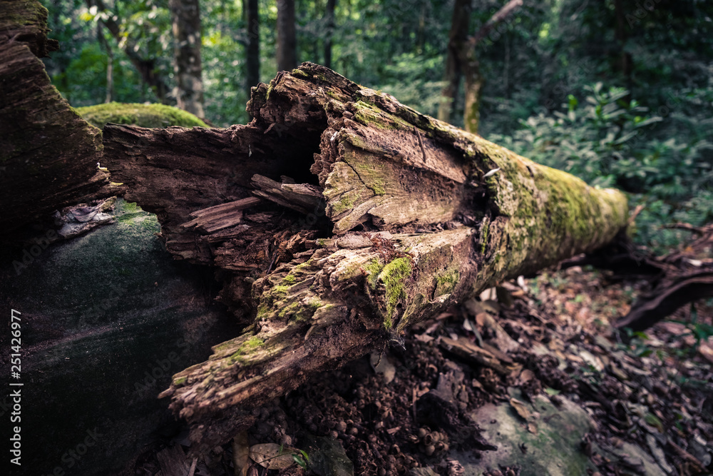 Natural Dead Tree in Jungle Natural Dead Tree in Jungle