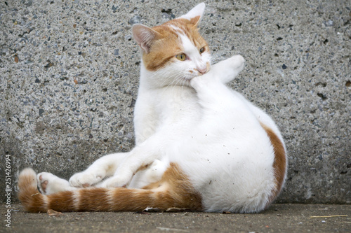 脚める猫  photo