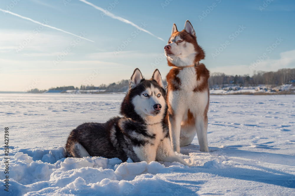 Fényképezés Awesome siberian husky dogs portrait on snow - az Europosters.hu