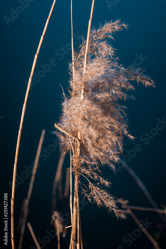 reeds in sunset