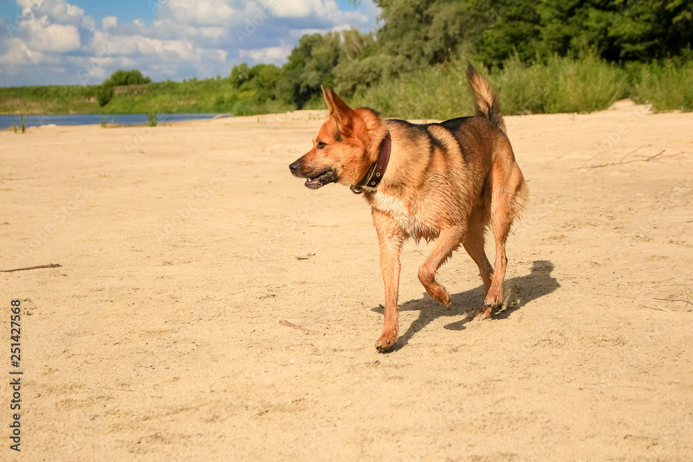 Big red dog running along the sandy beach, beautiful landscape