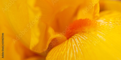 beautiful yellow bright iris  macro