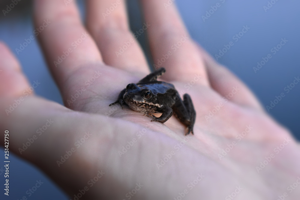 Obraz premium frog in a hand