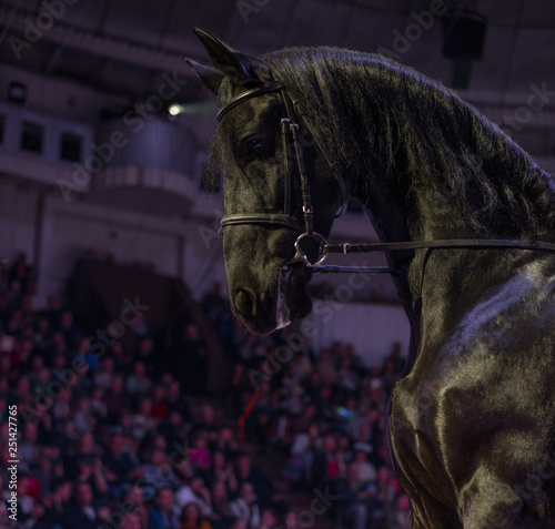 black horse rider in circus arena