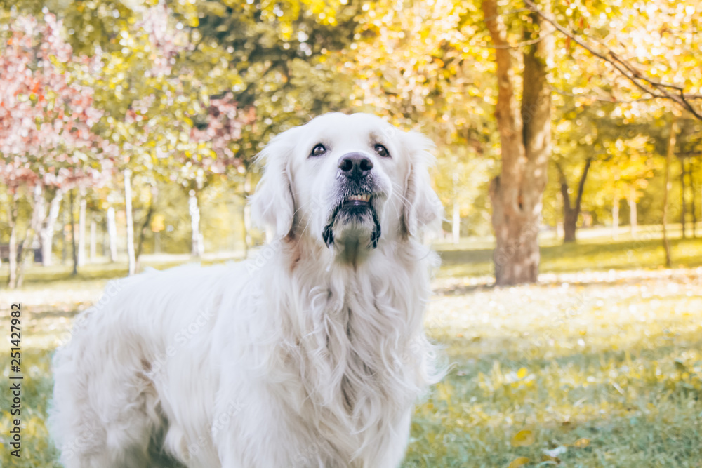 retriever in the park