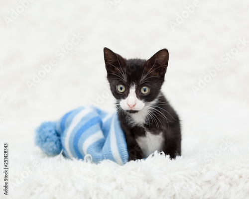 Small Tuxedo Kitten laying inside of a blue striped snow hat, white rug.