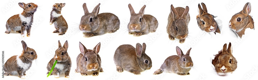 little baby rabbit collection Stock Photo | Adobe Stock
