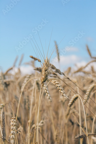 Golden wheat field on blue sky background 