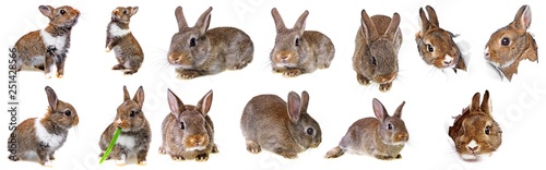 little baby rabbit collection