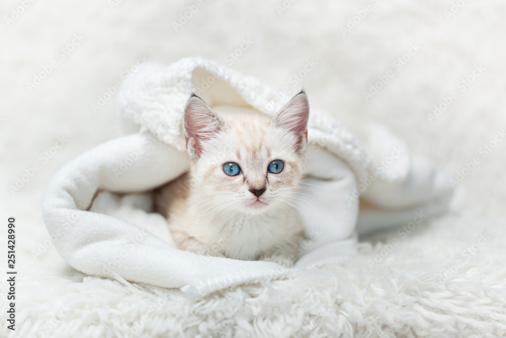White Siamese tabby kitten laying inside of a white blanket White Siamese tabby kitten laying inside of a white blanket