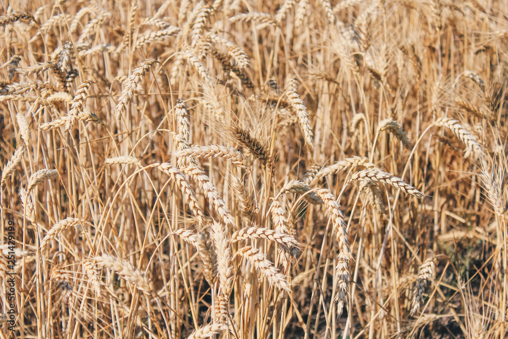 Golden wheat field on blue sky background Golden wheat field on blue sky background