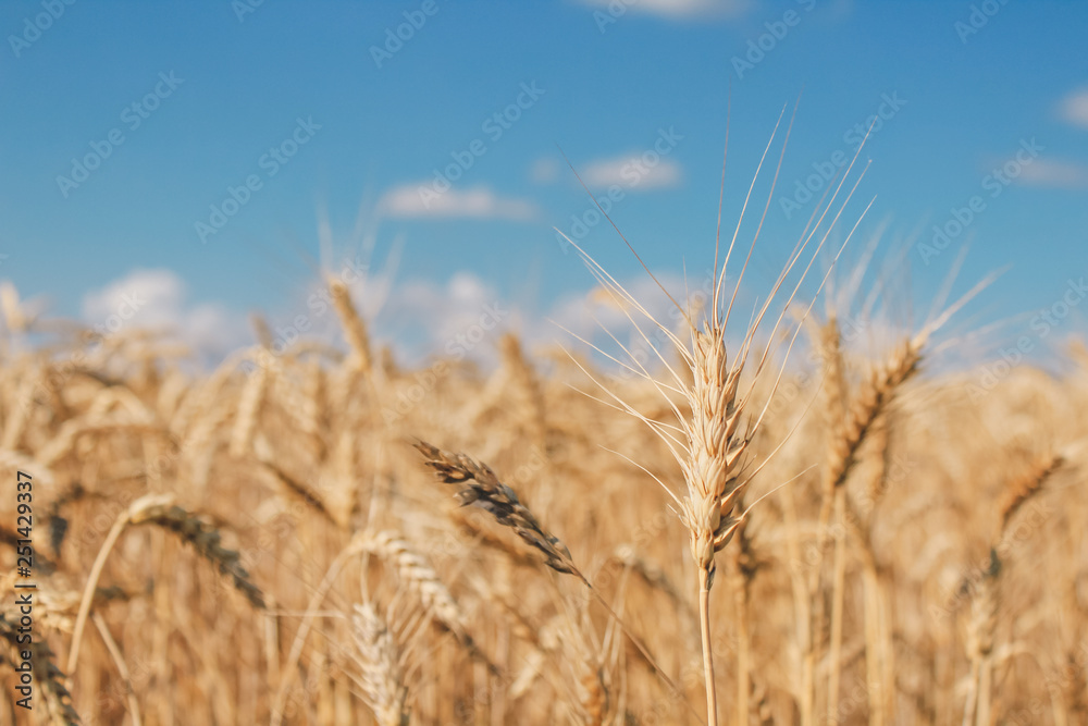 Golden wheat field on blue sky background Golden wheat field on blue sky background