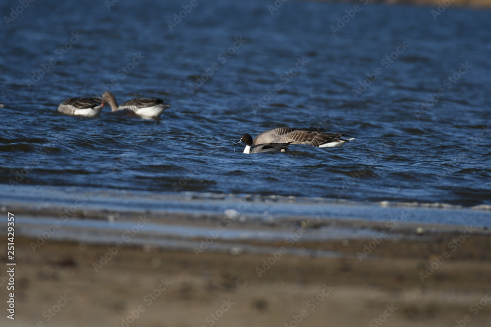Greater White-fronted Goose (Anser albifrons) Greater White-fronted Goose (Anser albifrons)