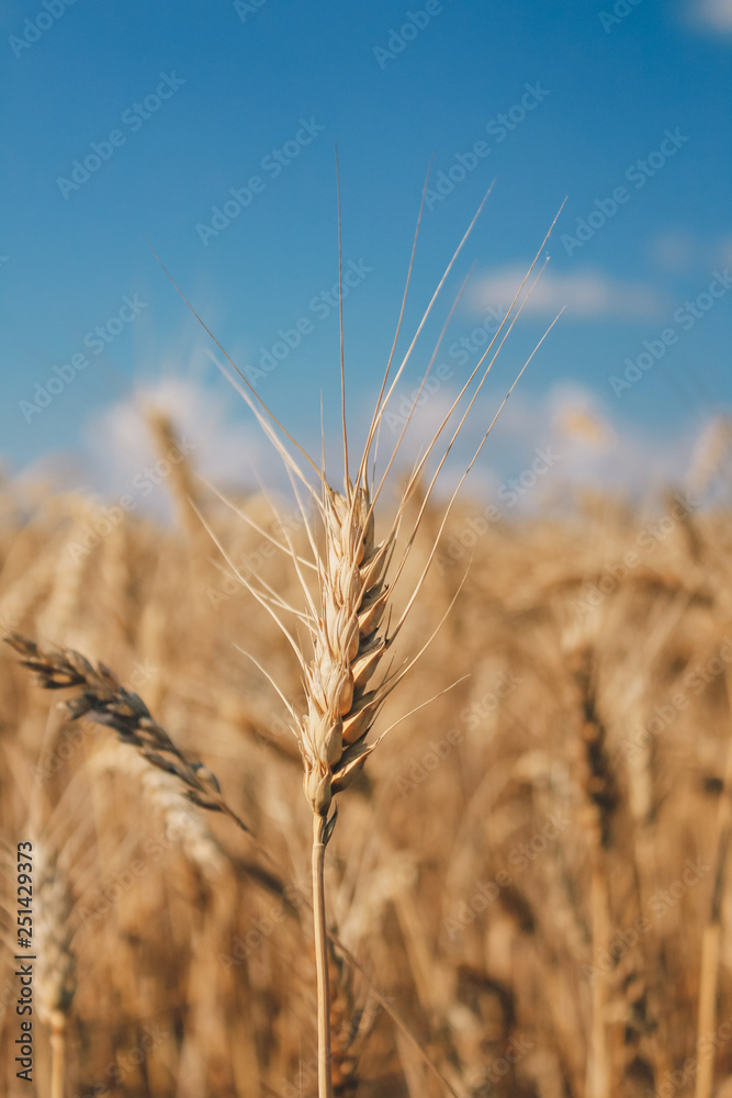Golden wheat field on blue sky background Golden wheat field on blue sky background