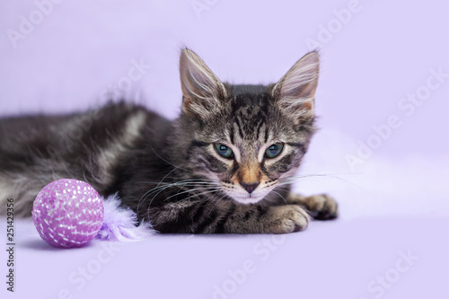 Wallpaper Mural Black tabby manx kitten laying down alone, purple cat toy, purple background Torontodigital.ca