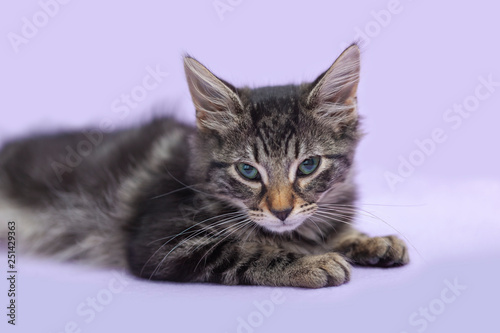 Black tabby manx kitten laying down alone, purple cat toy, purple background
