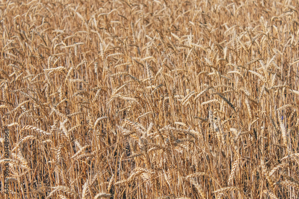 Golden wheat field on blue sky background Golden wheat field on blue sky background