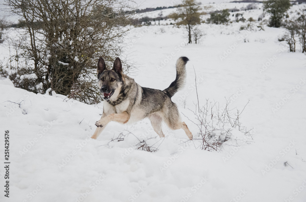 Naklejka premium Nice happy dog enjoying in the snow on the mountain