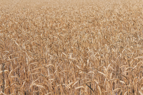 Golden wheat field on blue sky background 