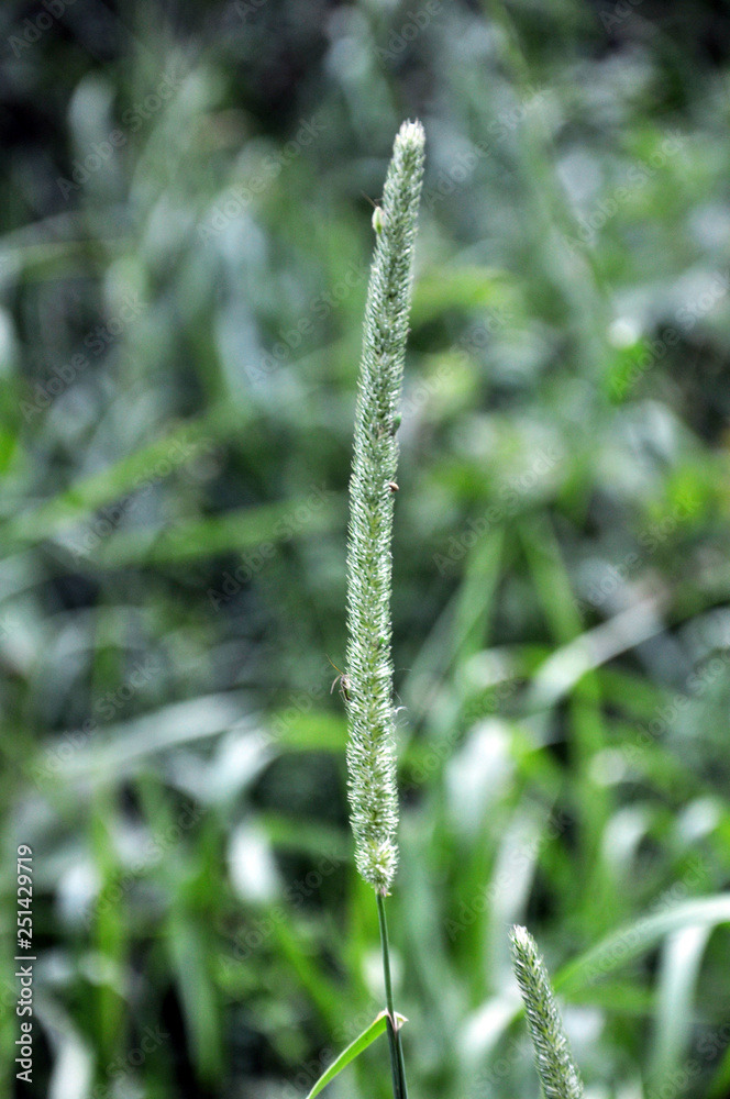 In nature it is growing Timothy-grass (Phleum) In nature it is growing Timothy-grass (Phleum)