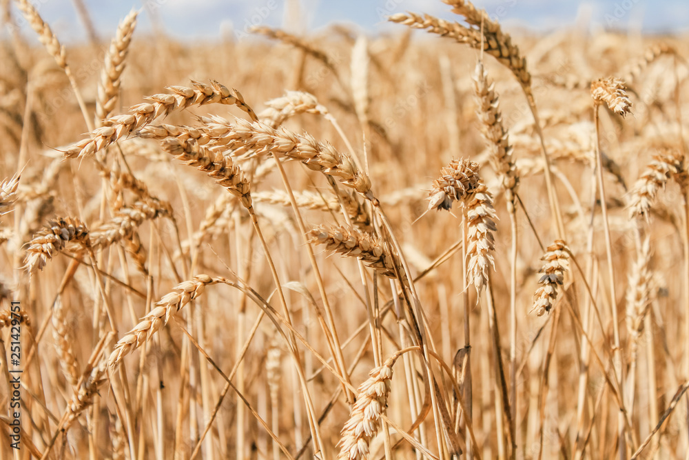 Fototapeta premium Golden wheat field on blue sky background 