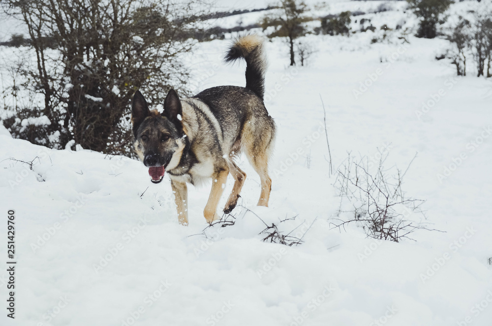 Nice happy dog enjoying in the snow on the mountain Nice happy dog enjoying in the snow on the mountain