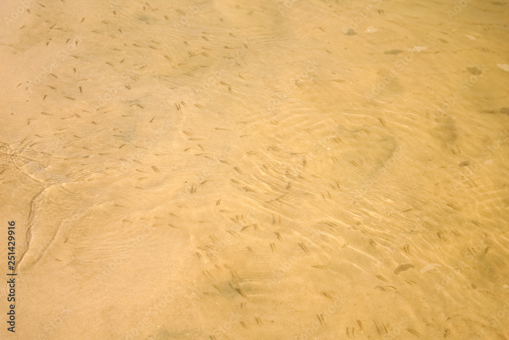Sandy bottom of the river. Background, texture Sandy bottom of the river. Background, texture